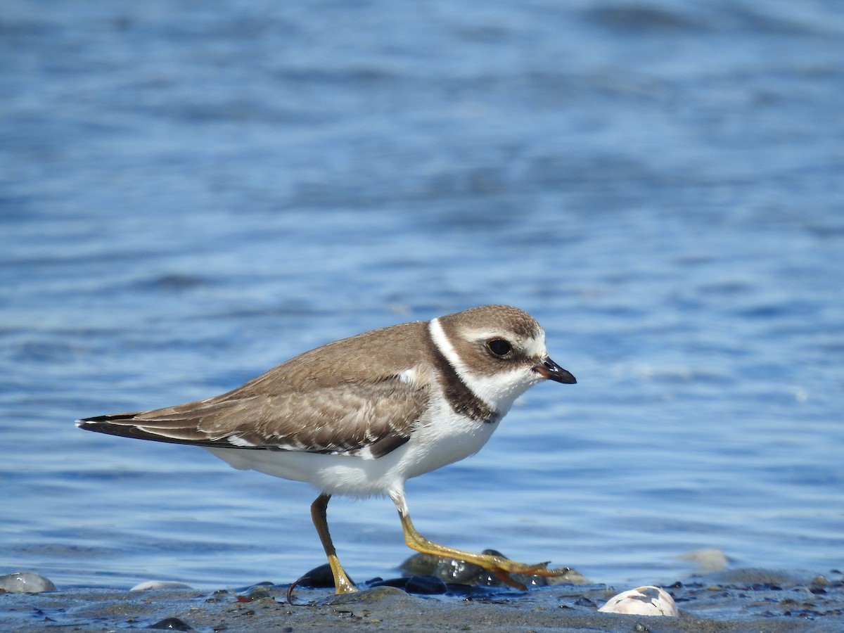 Semipalmated Plover - ML642244994