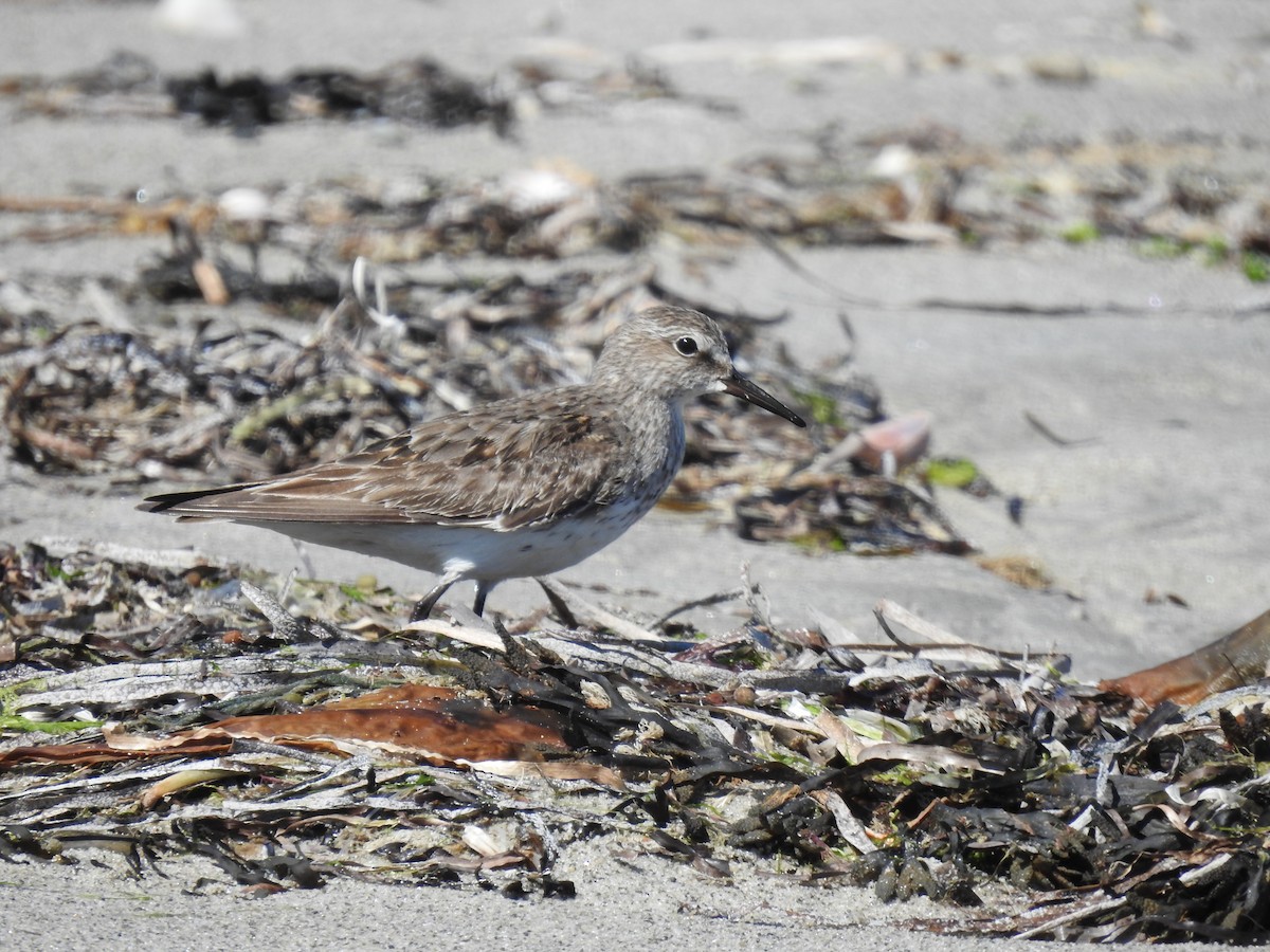 Gambecchio di Bonaparte - ML642245005