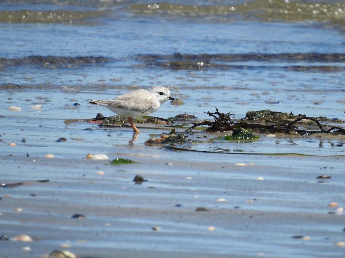 Piping Plover - ML642245021