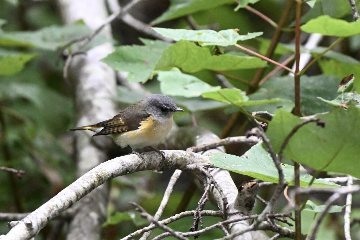 American Redstart - ML642245022