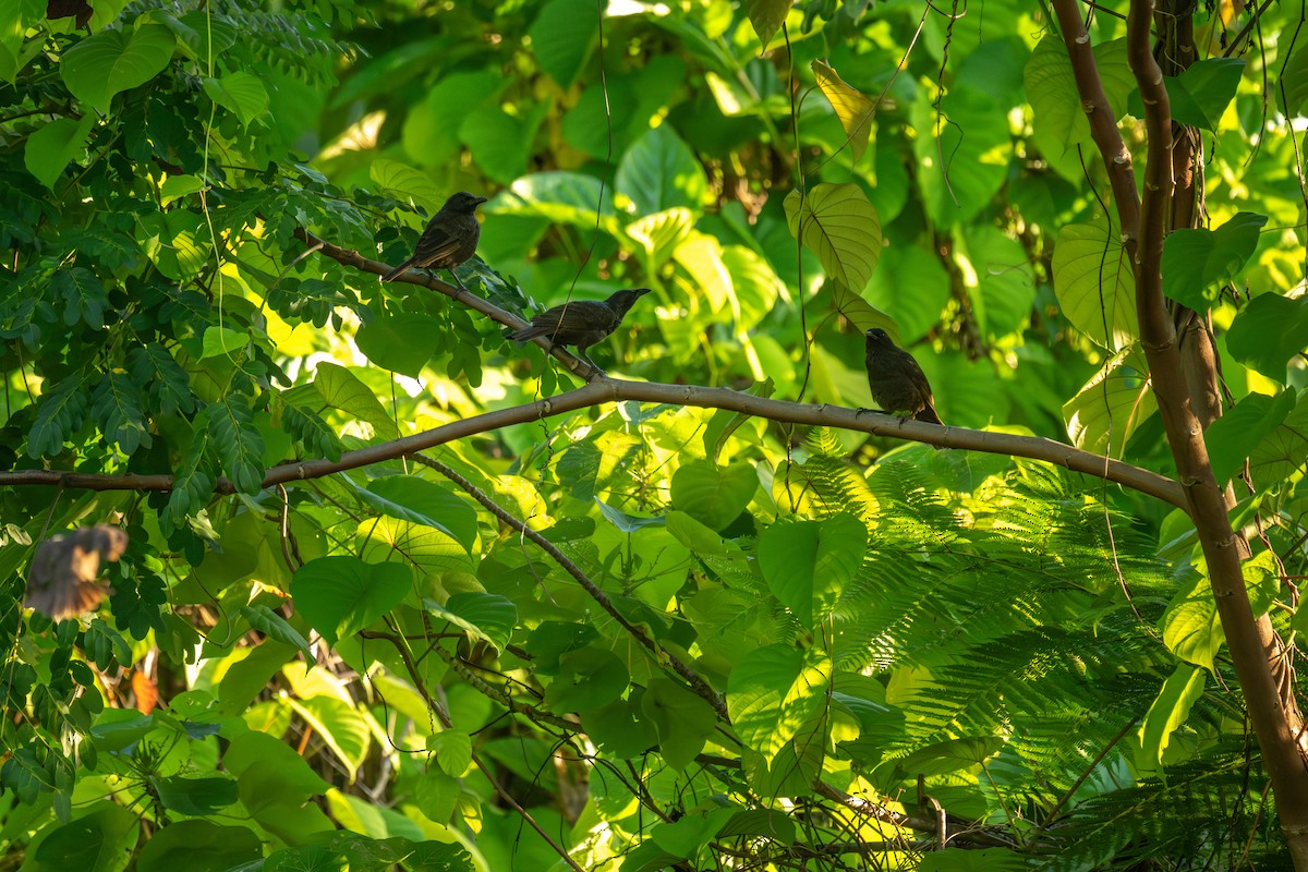 Samoan Starling - ML642245028