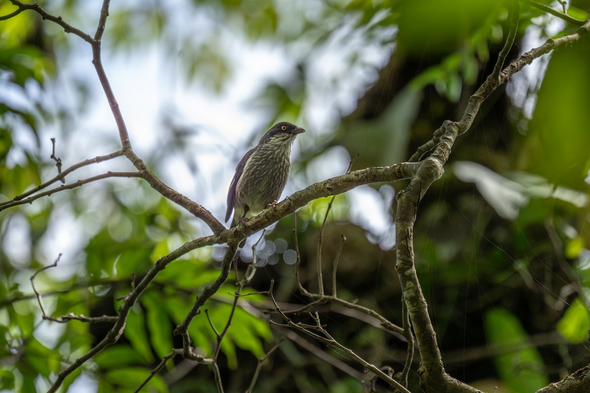 Polynesian Starling - ML642245035