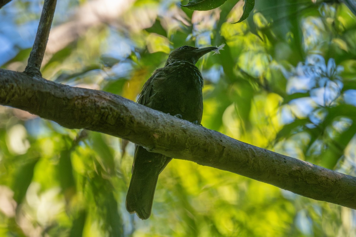 Samoan Starling - ML642245043