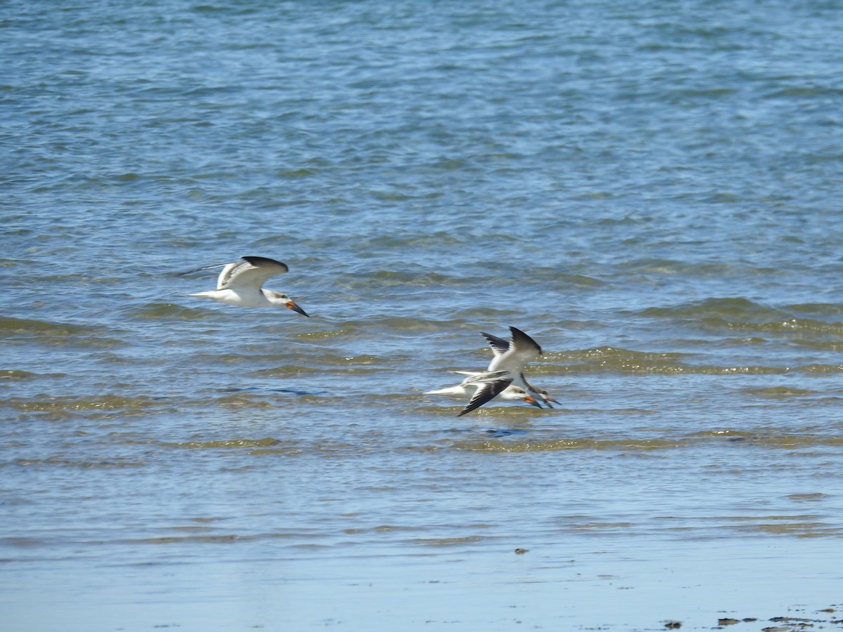 Black Skimmer - ML642245047
