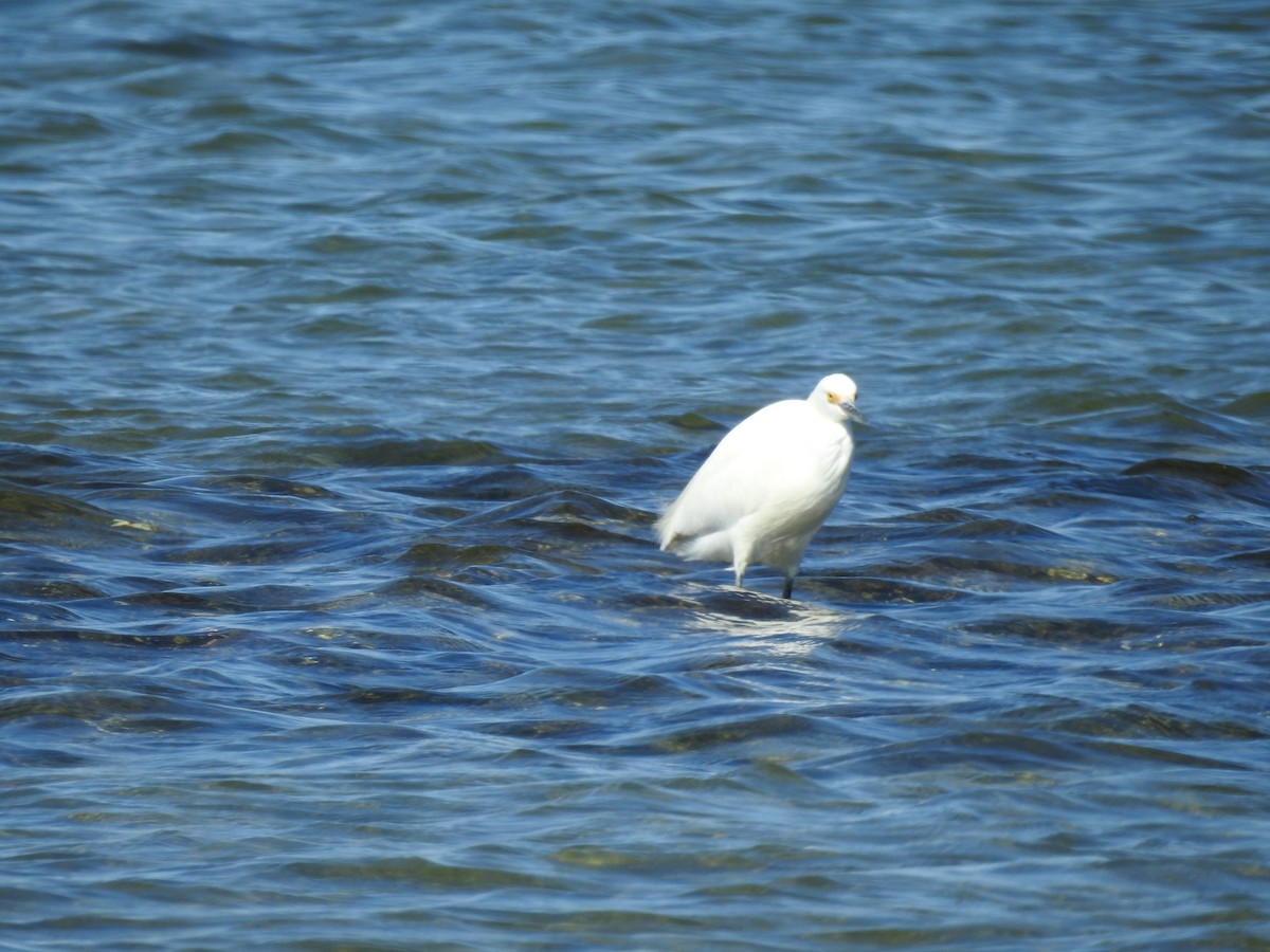 Snowy Egret - ML642245052