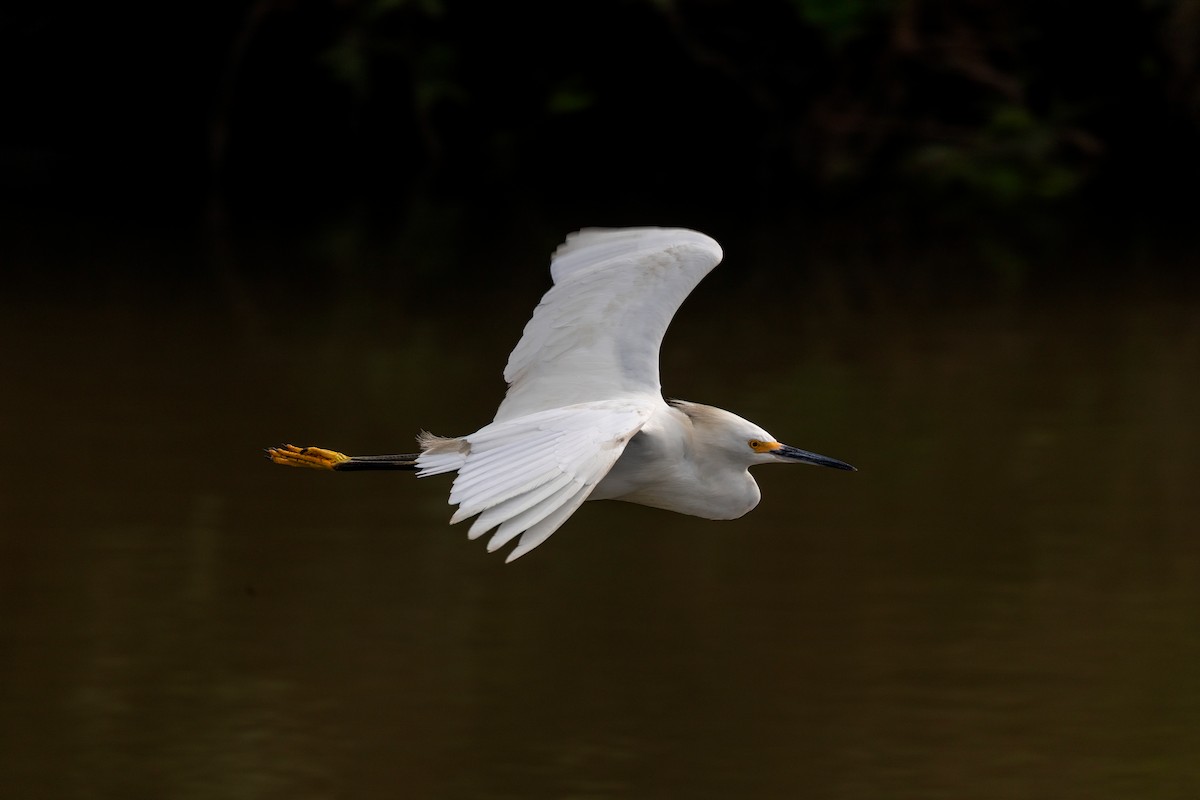 Snowy Egret - ML642245060