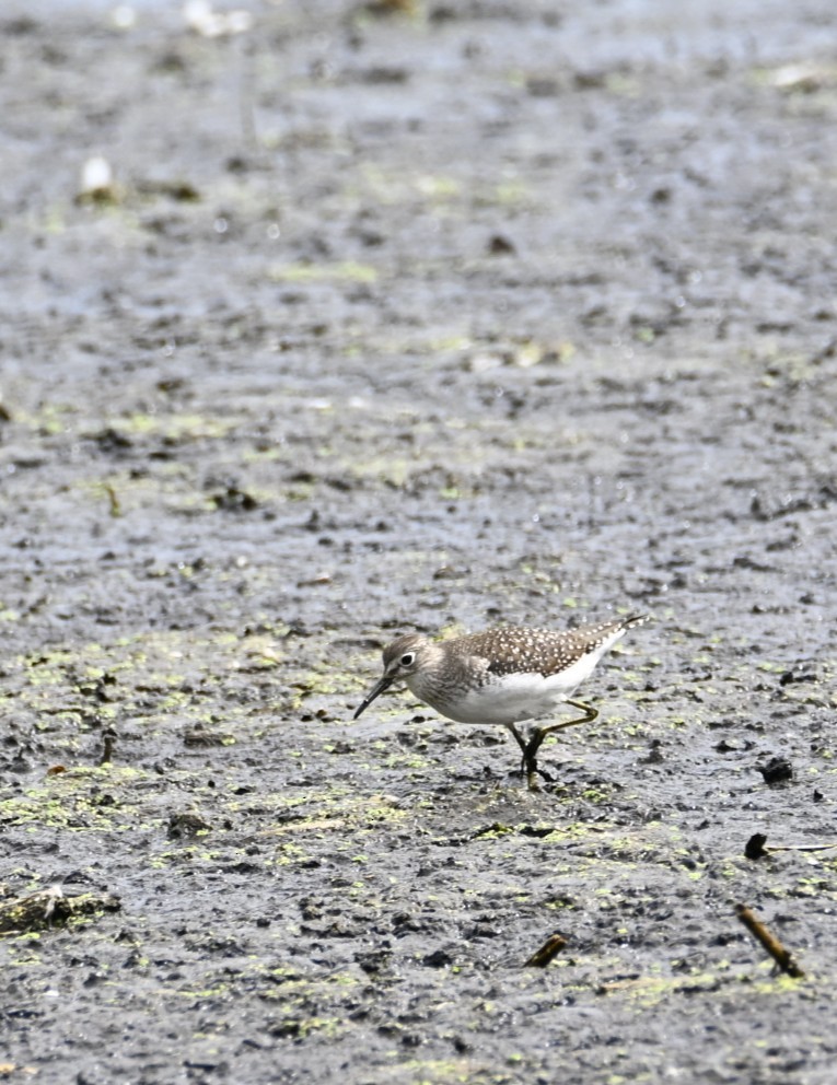 Solitary Sandpiper - ML642245065