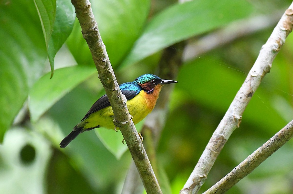 Ruby-cheeked Sunbird - ML642245068