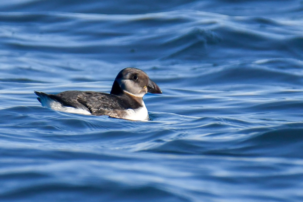 Atlantic Puffin - ML642245082