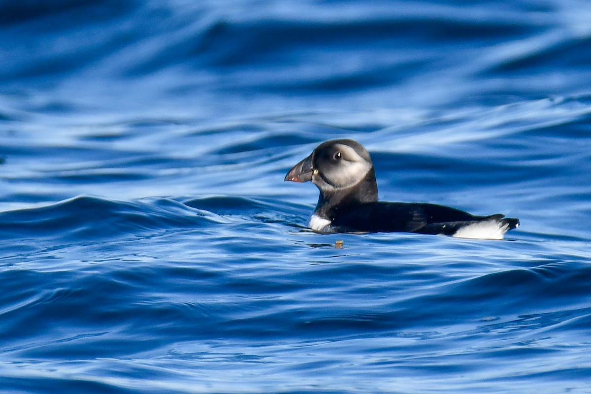 Atlantic Puffin - ML642245083