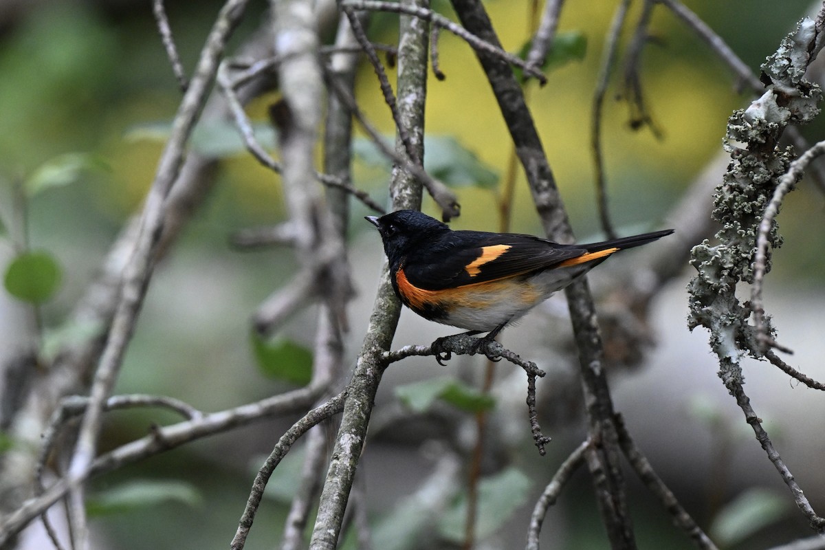 American Redstart - ML642245084