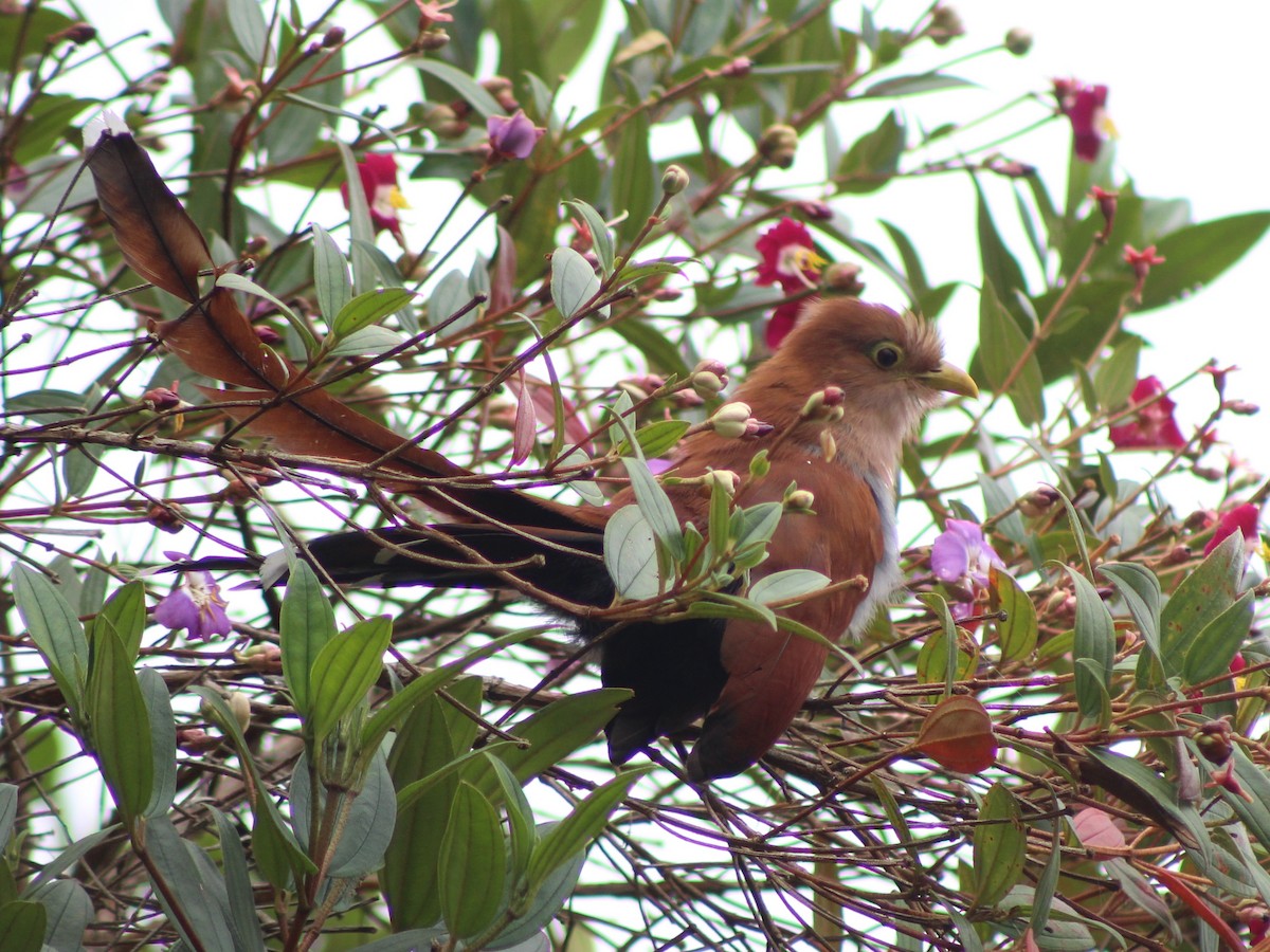 Common Squirrel-Cuckoo - ML642245094