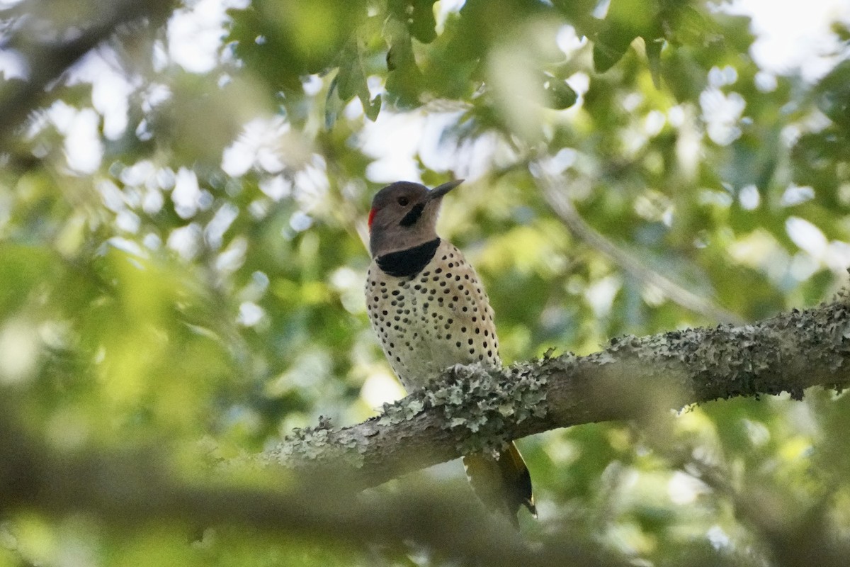 Northern Flicker - ML642245095