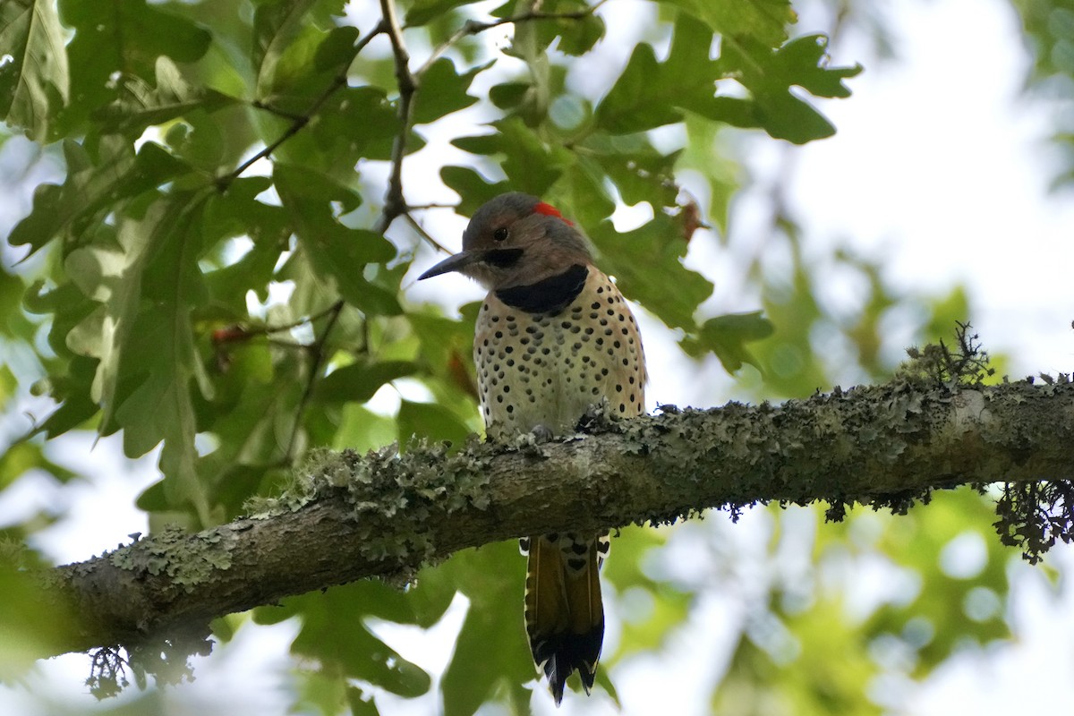 Northern Flicker - ML642245097