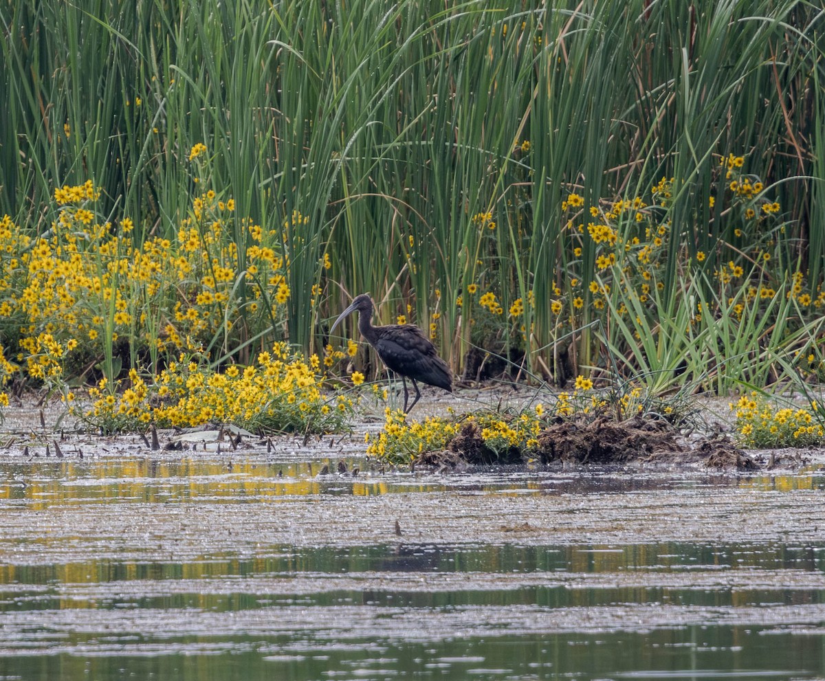 Glossy/White-faced Ibis - ML642245149