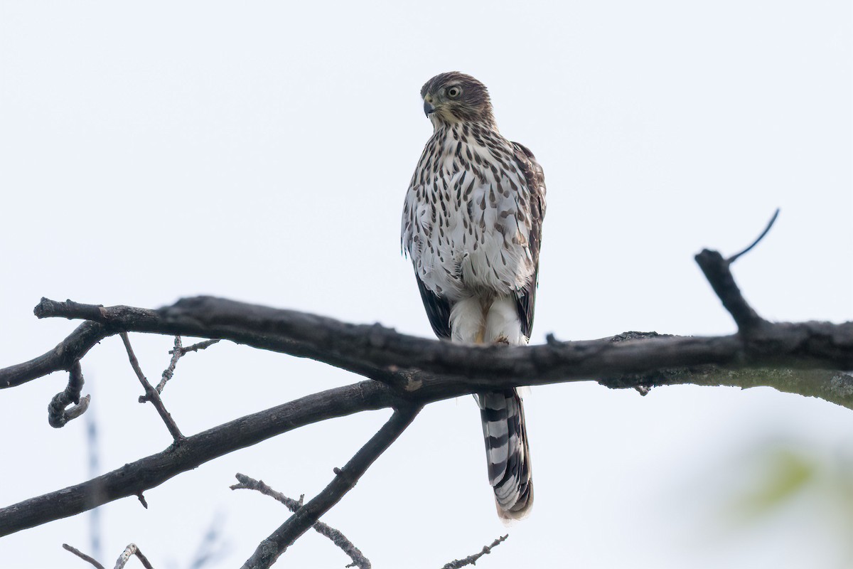 Cooper's Hawk - ML642245188