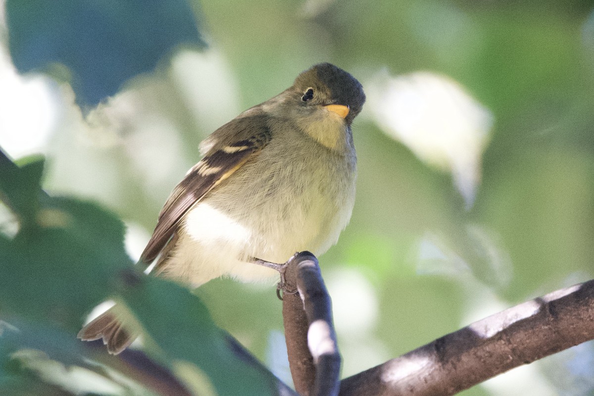 Yellow-bellied Flycatcher - ML642245195