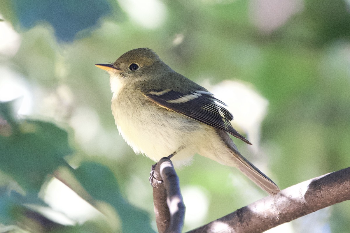 Yellow-bellied Flycatcher - ML642245196