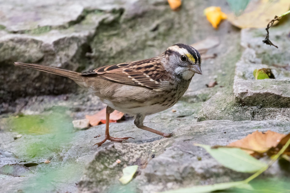 White-throated Sparrow - ML642245208