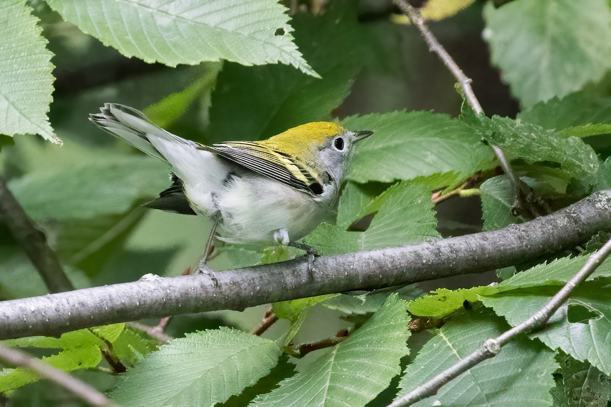 Chestnut-sided Warbler - ML642245244