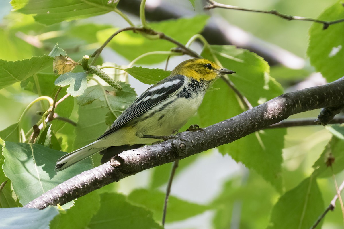Black-throated Green Warbler - ML642245256