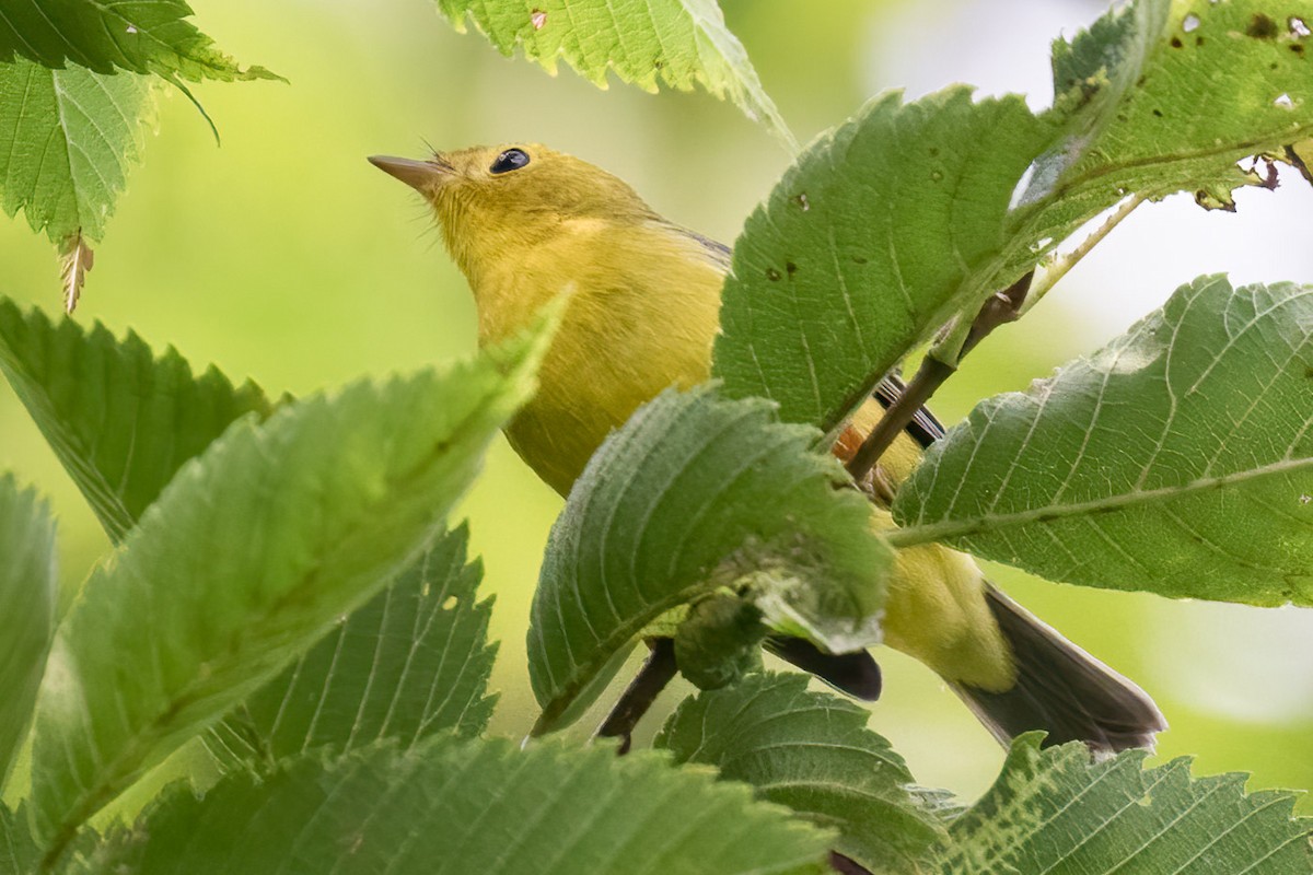 Wilson's Warbler - ML642245274