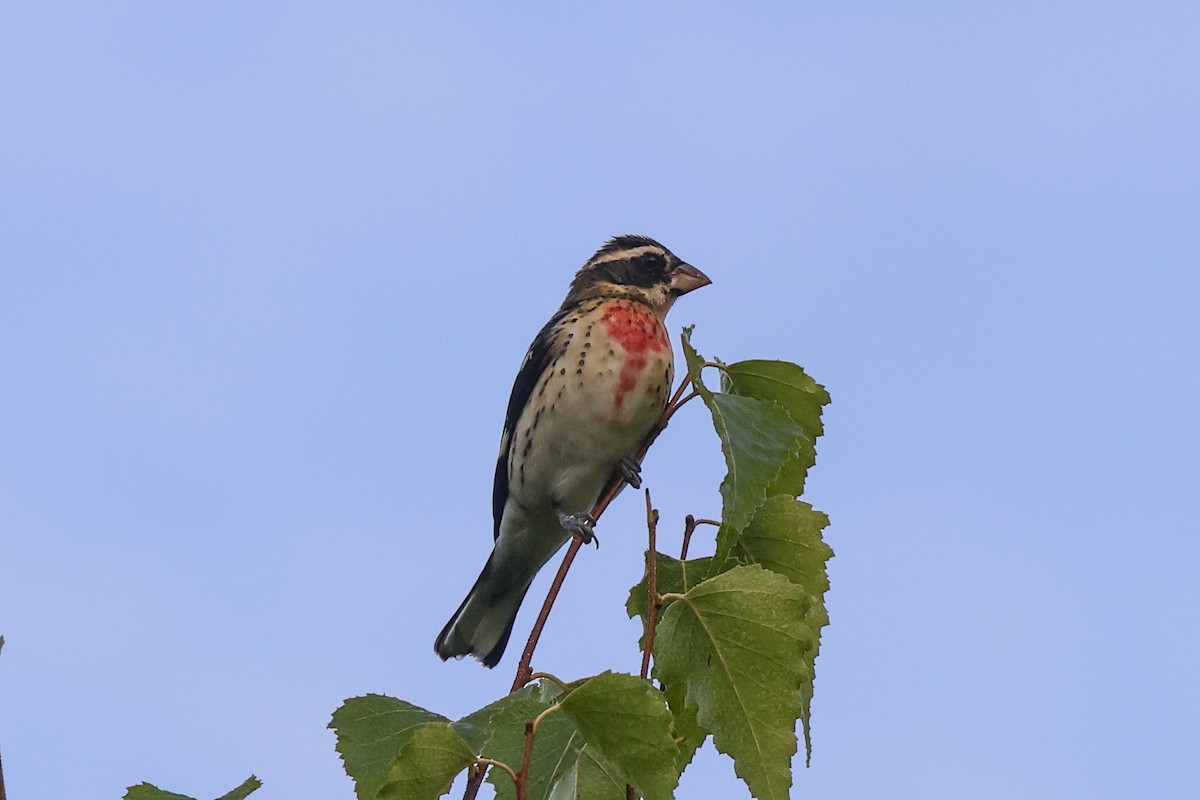 rosenbrysttykknebb - ML642245348