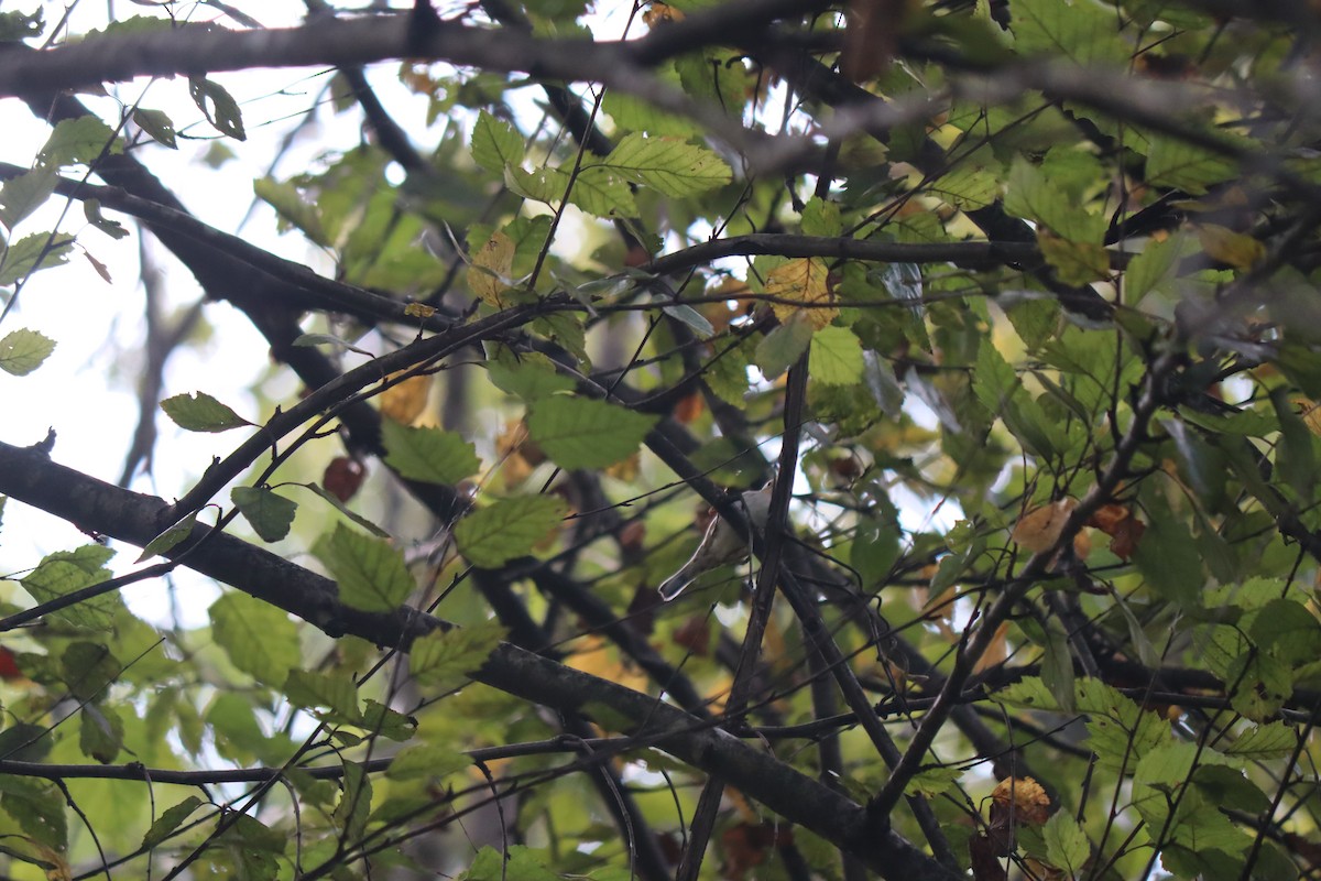 brunsideparula - ML642245361