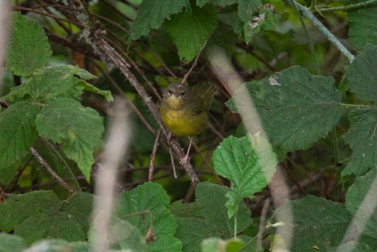 svartbrystparula - ML642245369