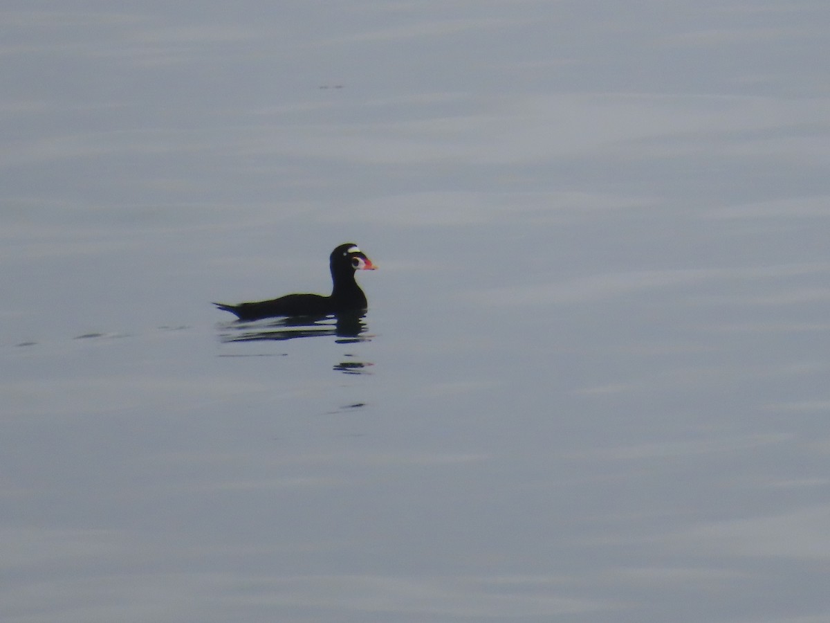 Surf Scoter - ML642245377
