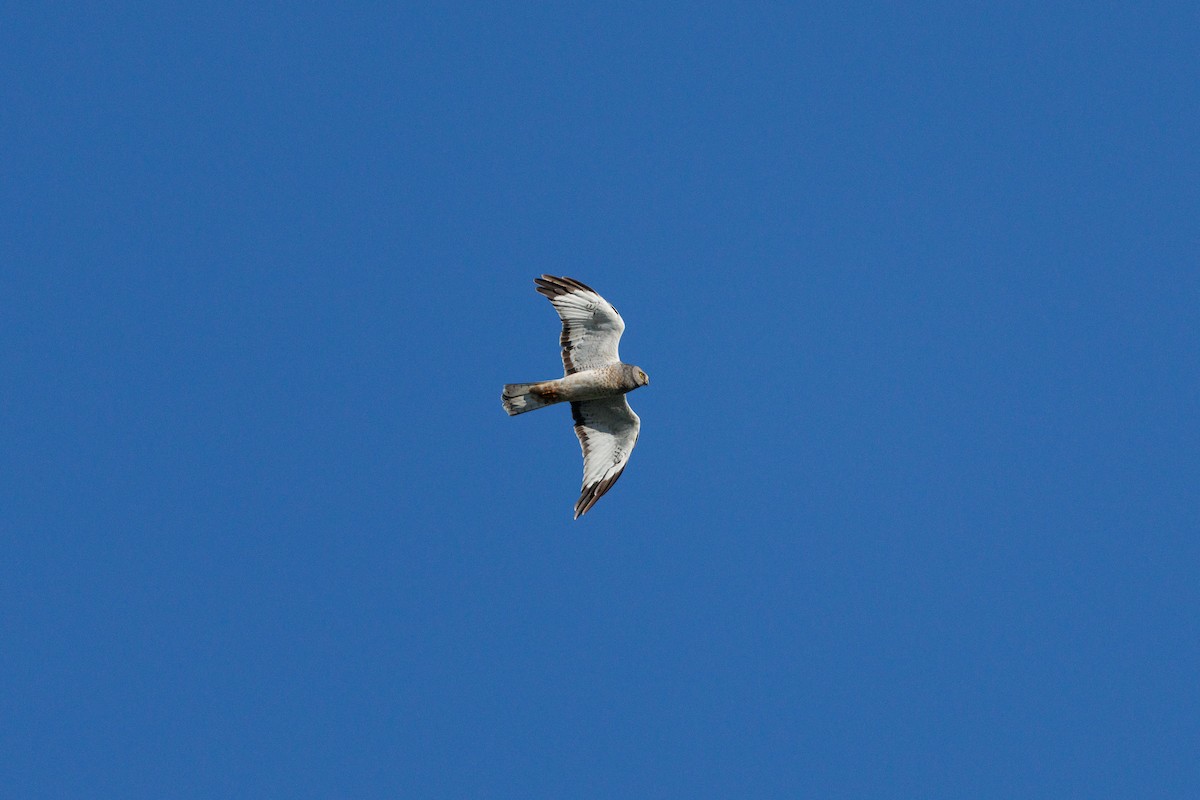 Northern Harrier - ML642245378