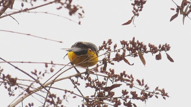 Black-vented Oriole - ML642245380
