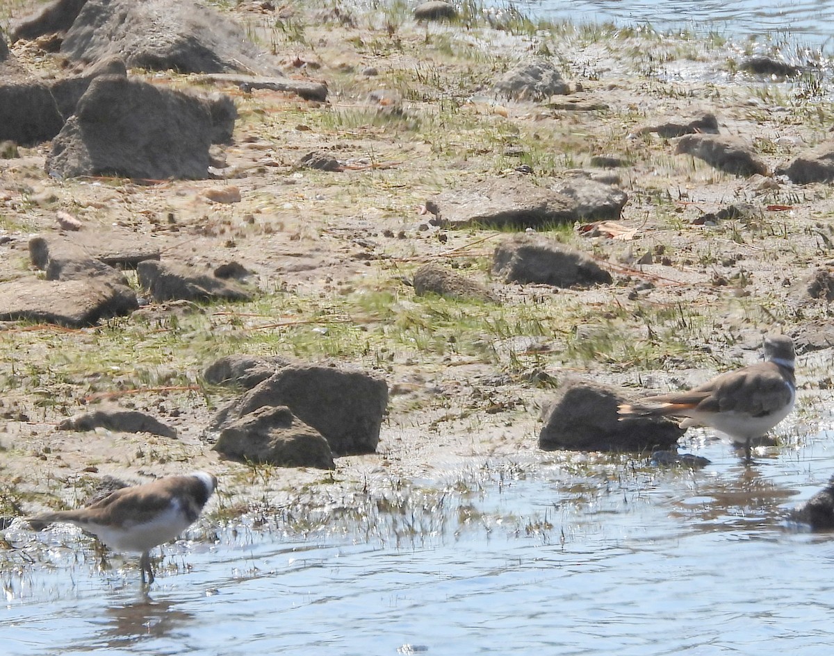 Killdeer - ML642245414