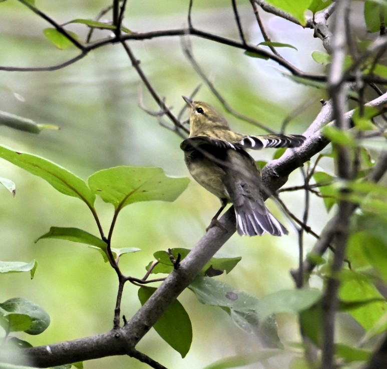 Blackpoll Warbler - ML642245423