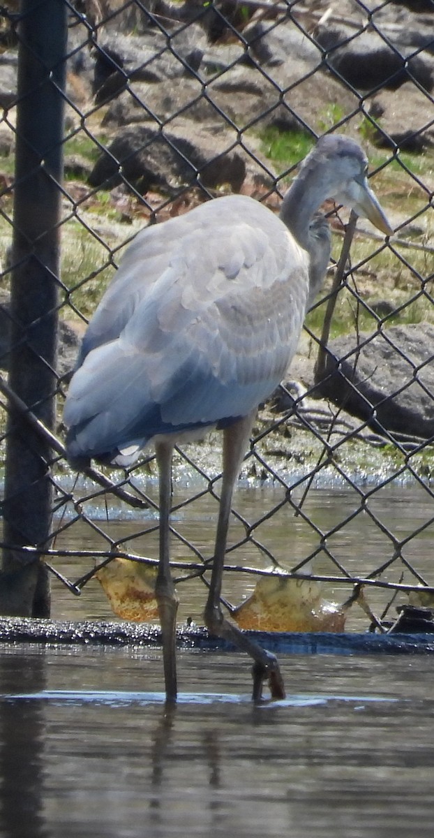 Great Blue Heron - ML642245432