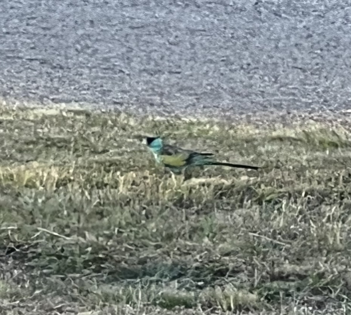 Hooded Parrot - ML642245435