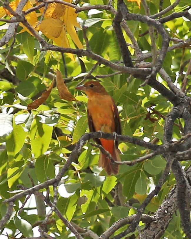 sommerpiranga - ML642245436