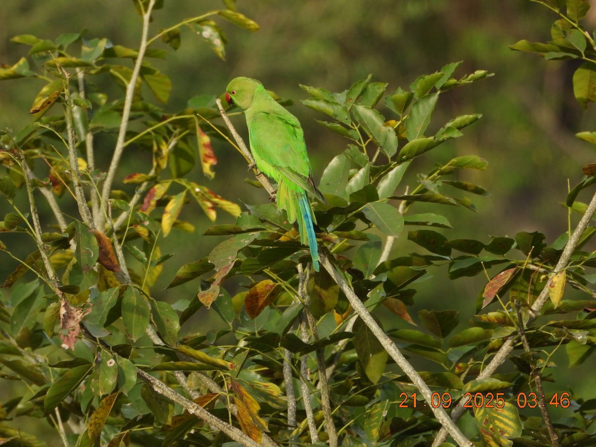 Rose-ringed Parakeet - ML642245438