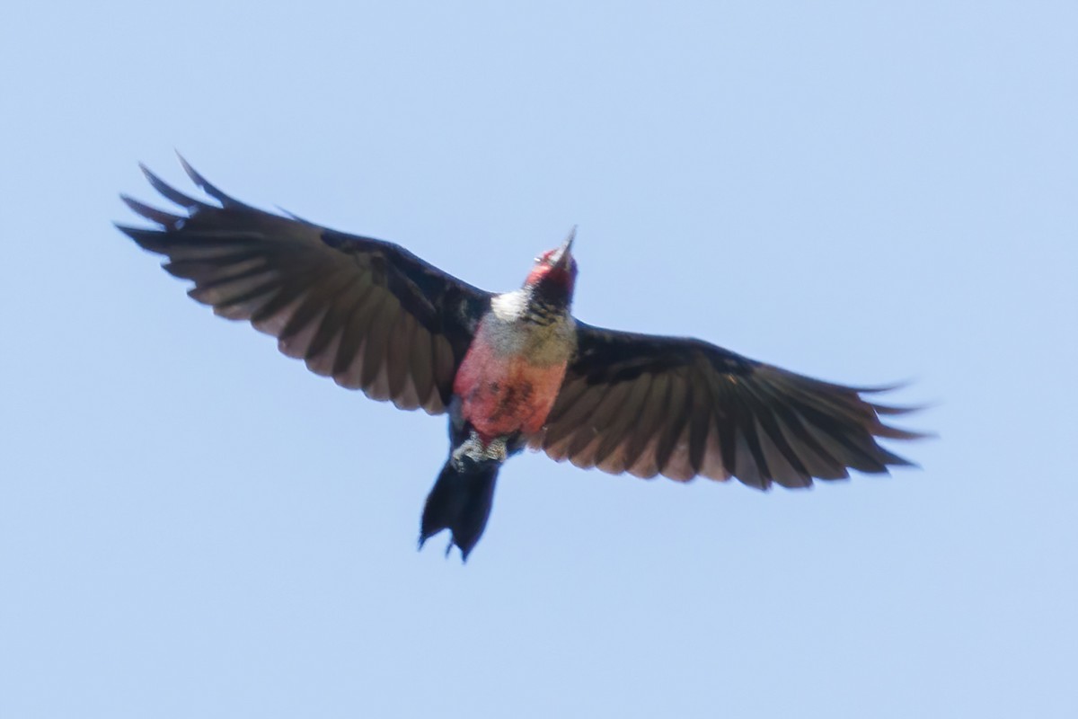 Lewis's Woodpecker - ML642245445