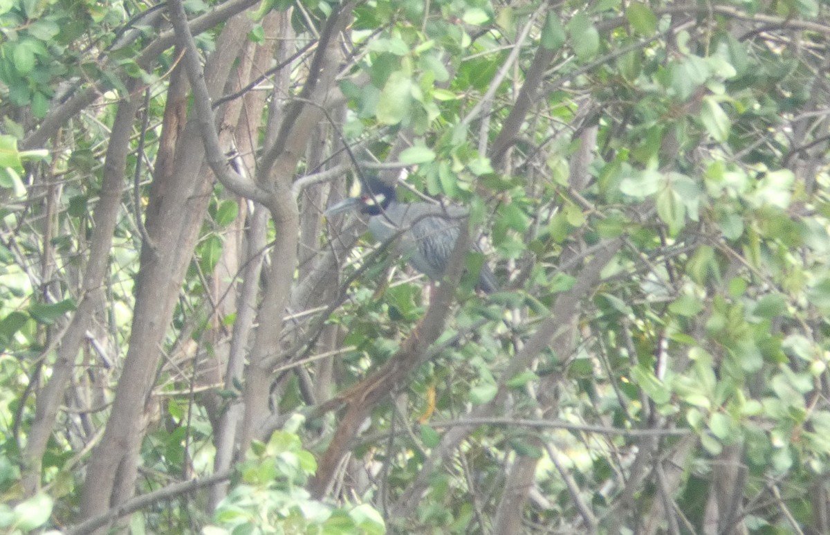 Yellow-crowned Night Heron - ML642245447