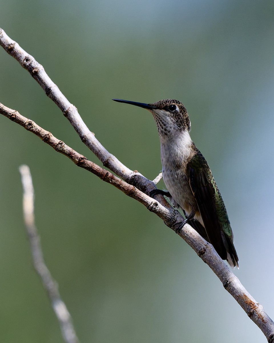 Colibri à gorge noire - ML642245457