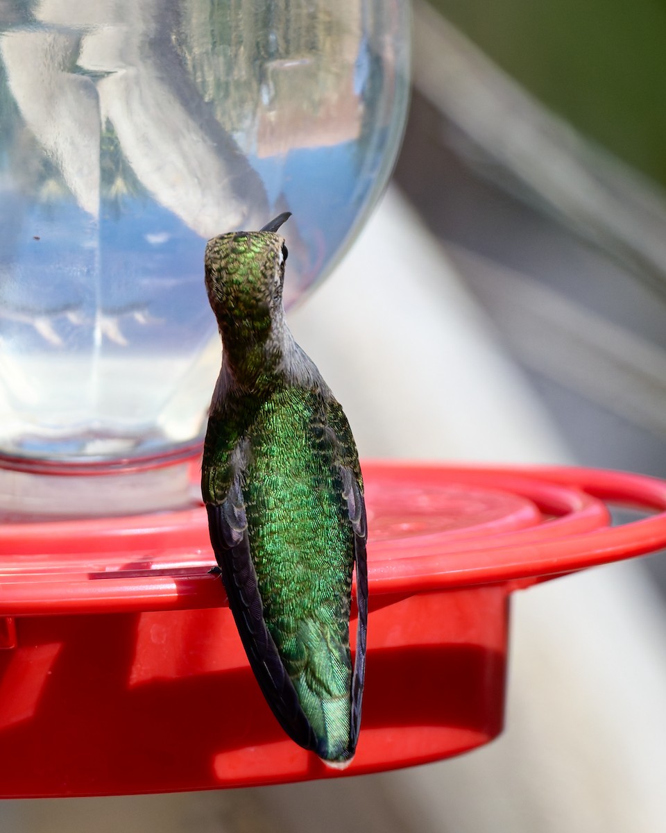 Colibri à gorge noire - ML642245458