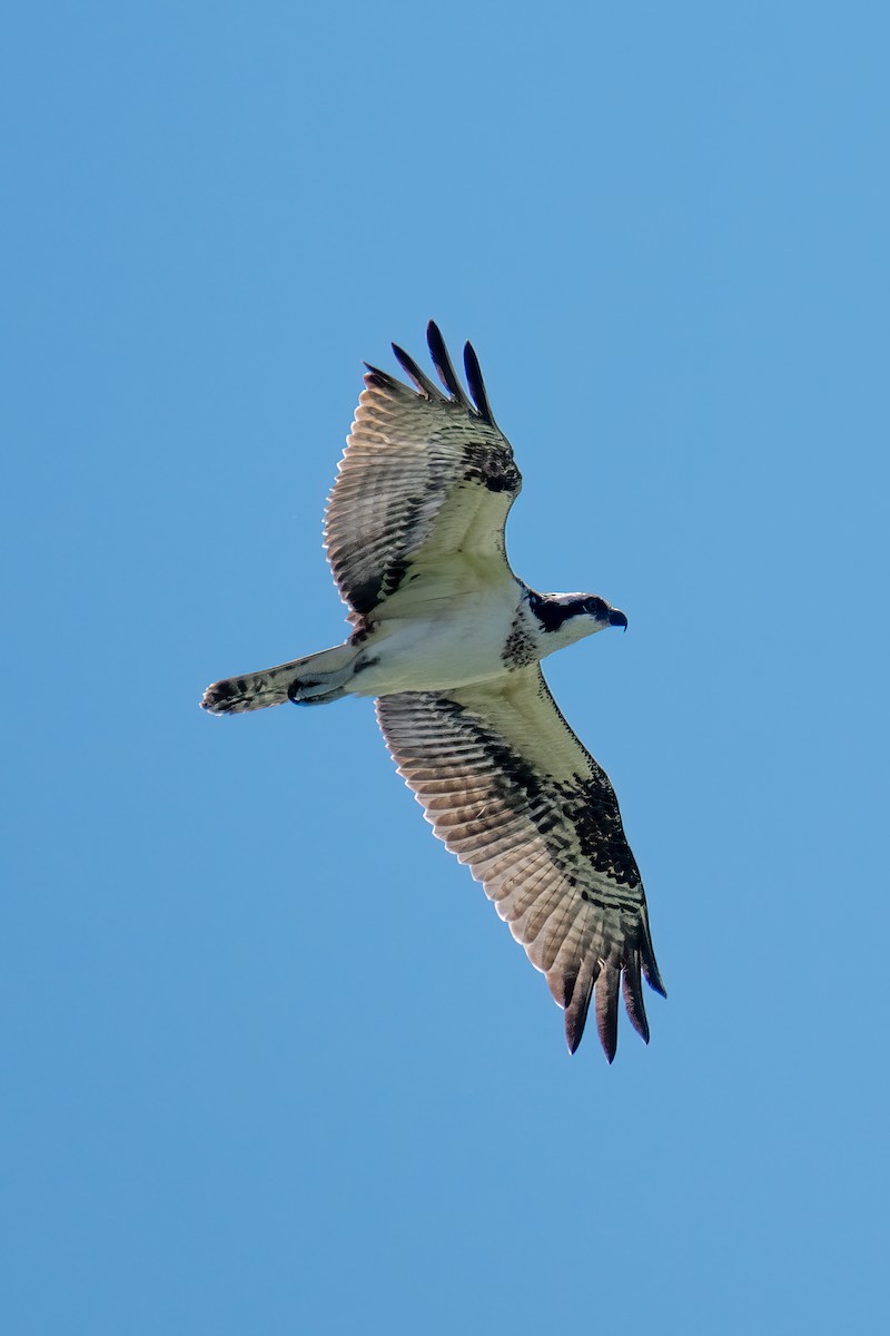 Balbuzard pêcheur - ML642245466