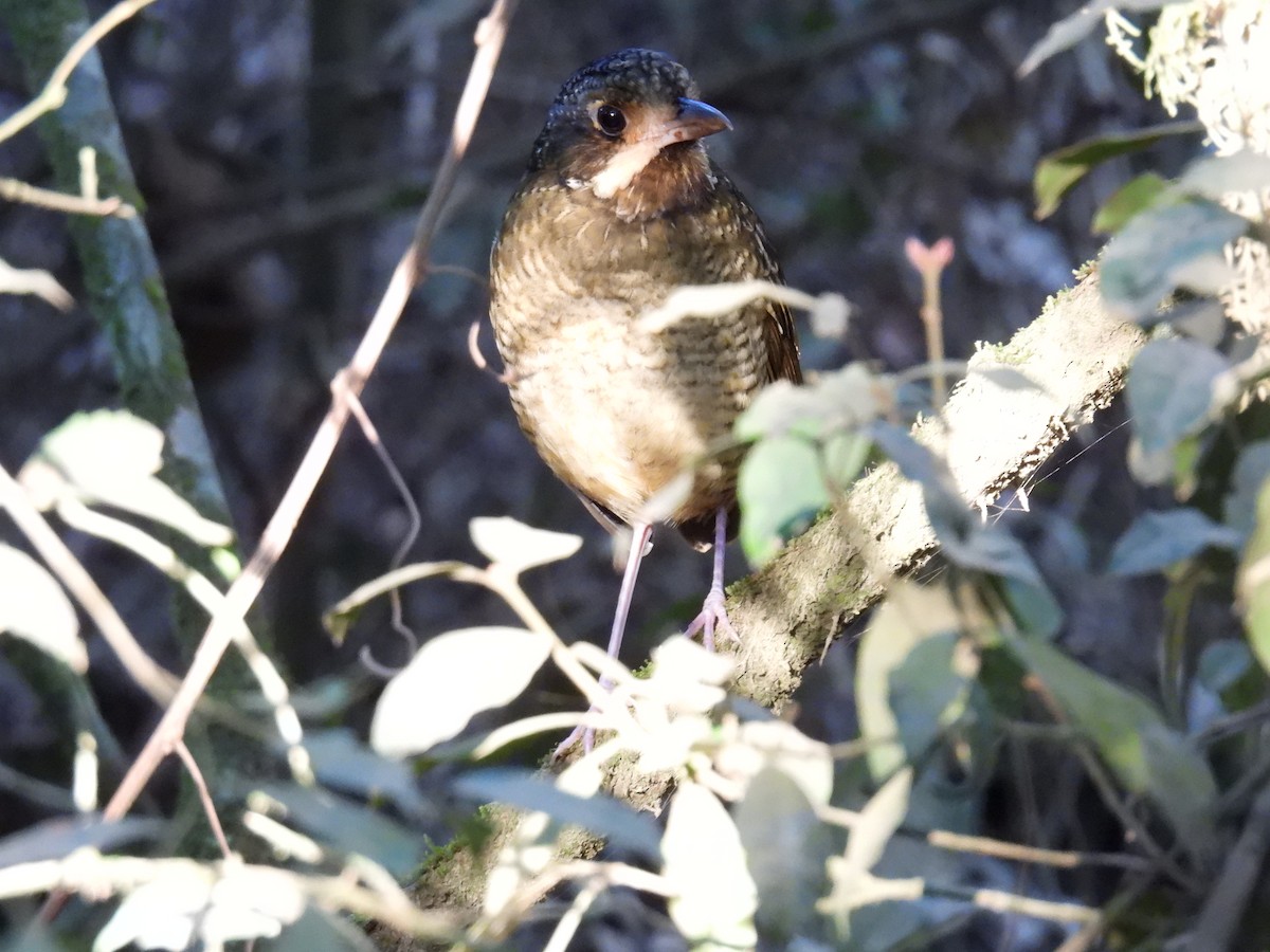 Variegated Antpitta - ML642245467