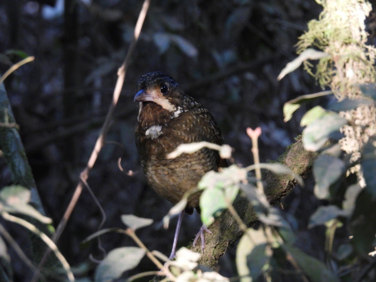 Variegated Antpitta - ML642245468