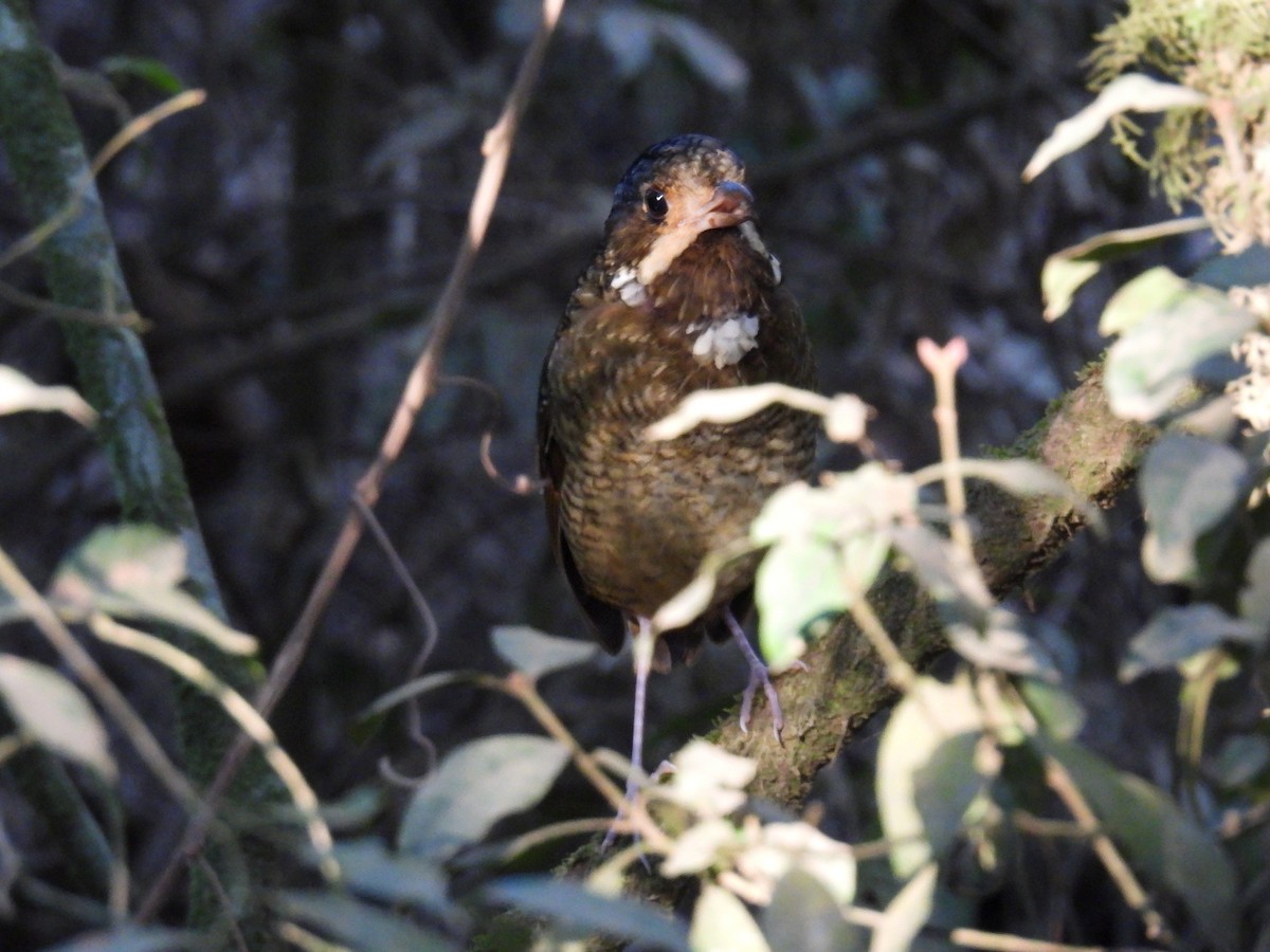 Variegated Antpitta - ML642245469