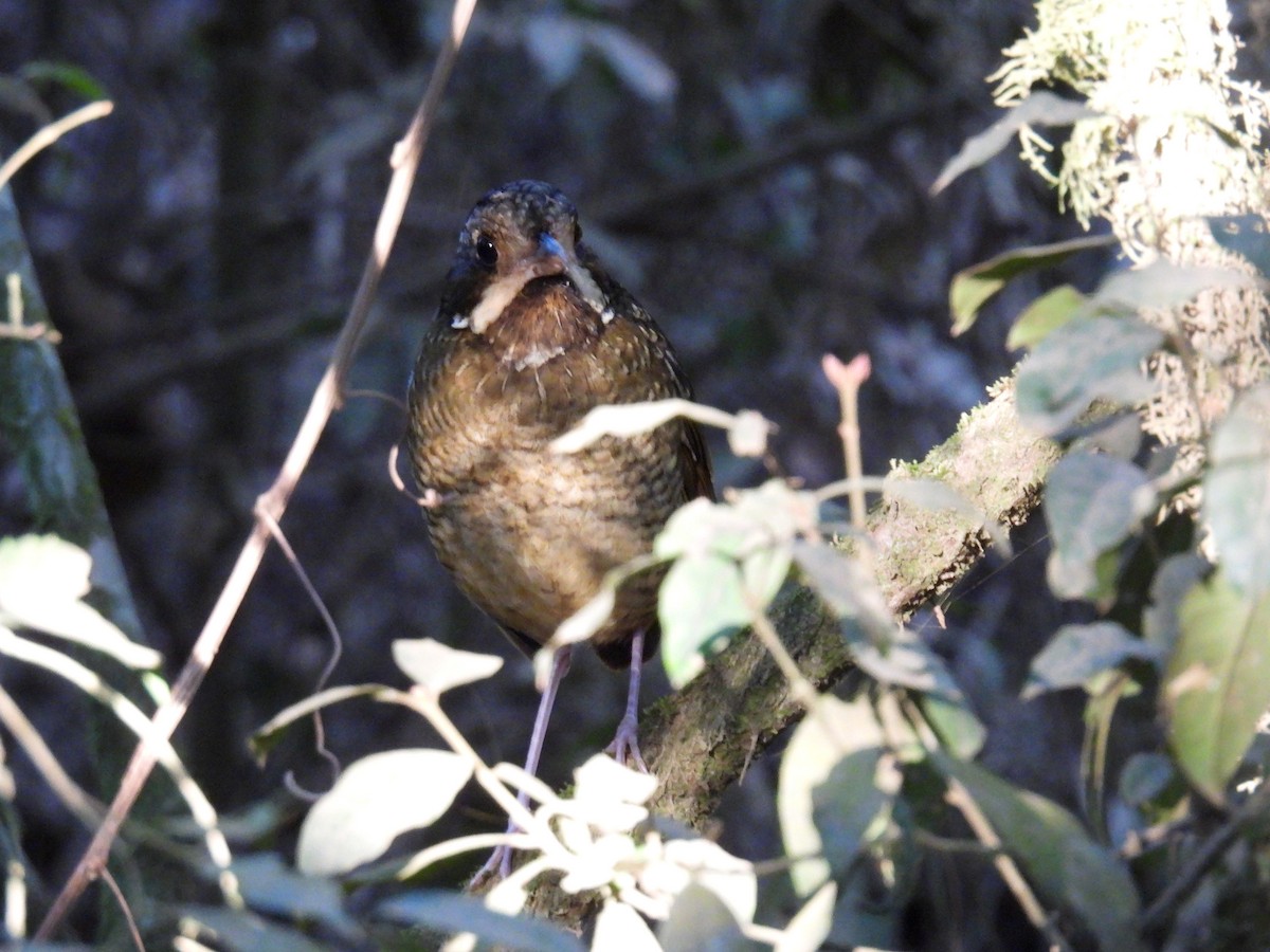 Variegated Antpitta - ML642245470