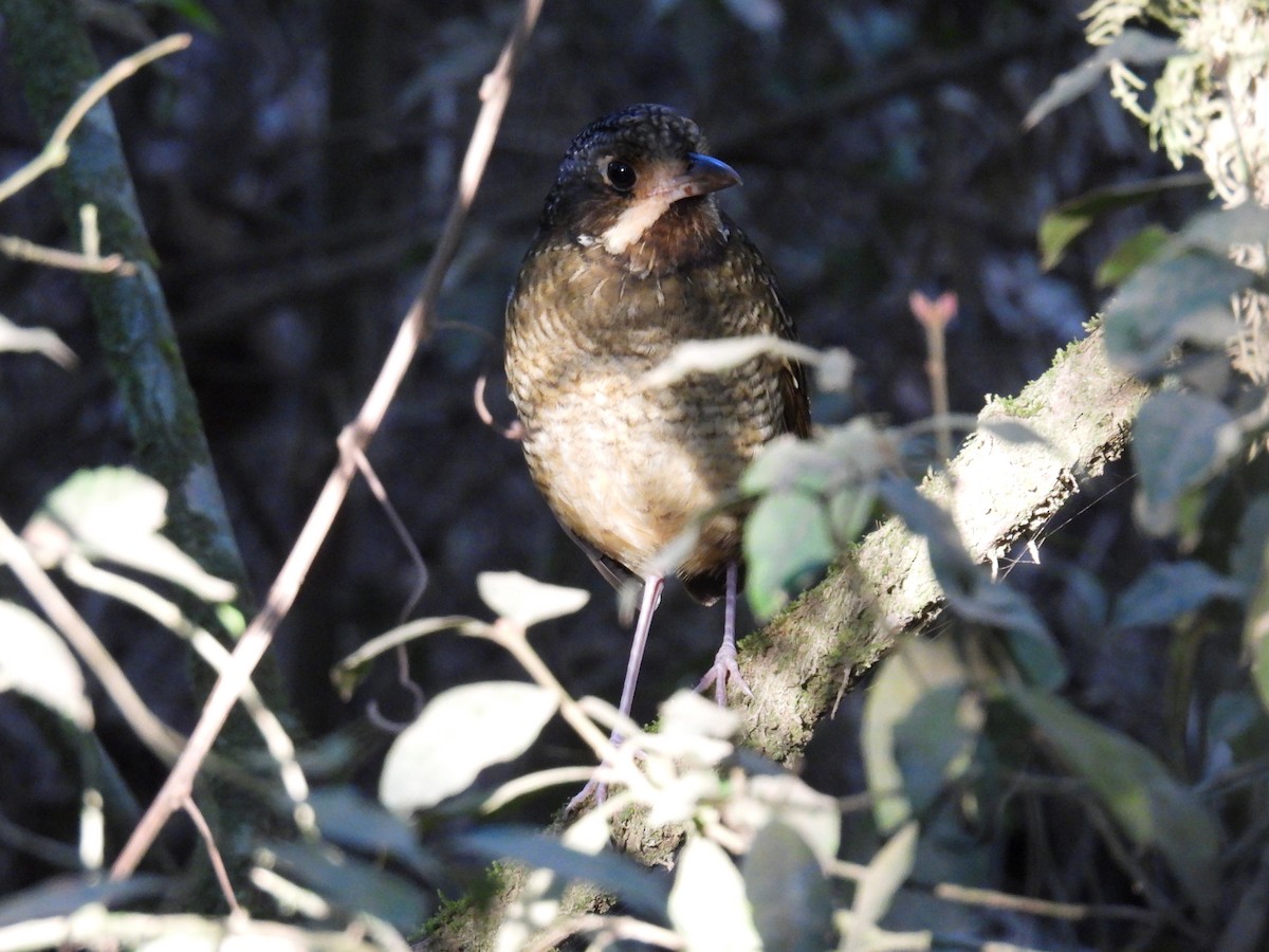 Variegated Antpitta - ML642245471