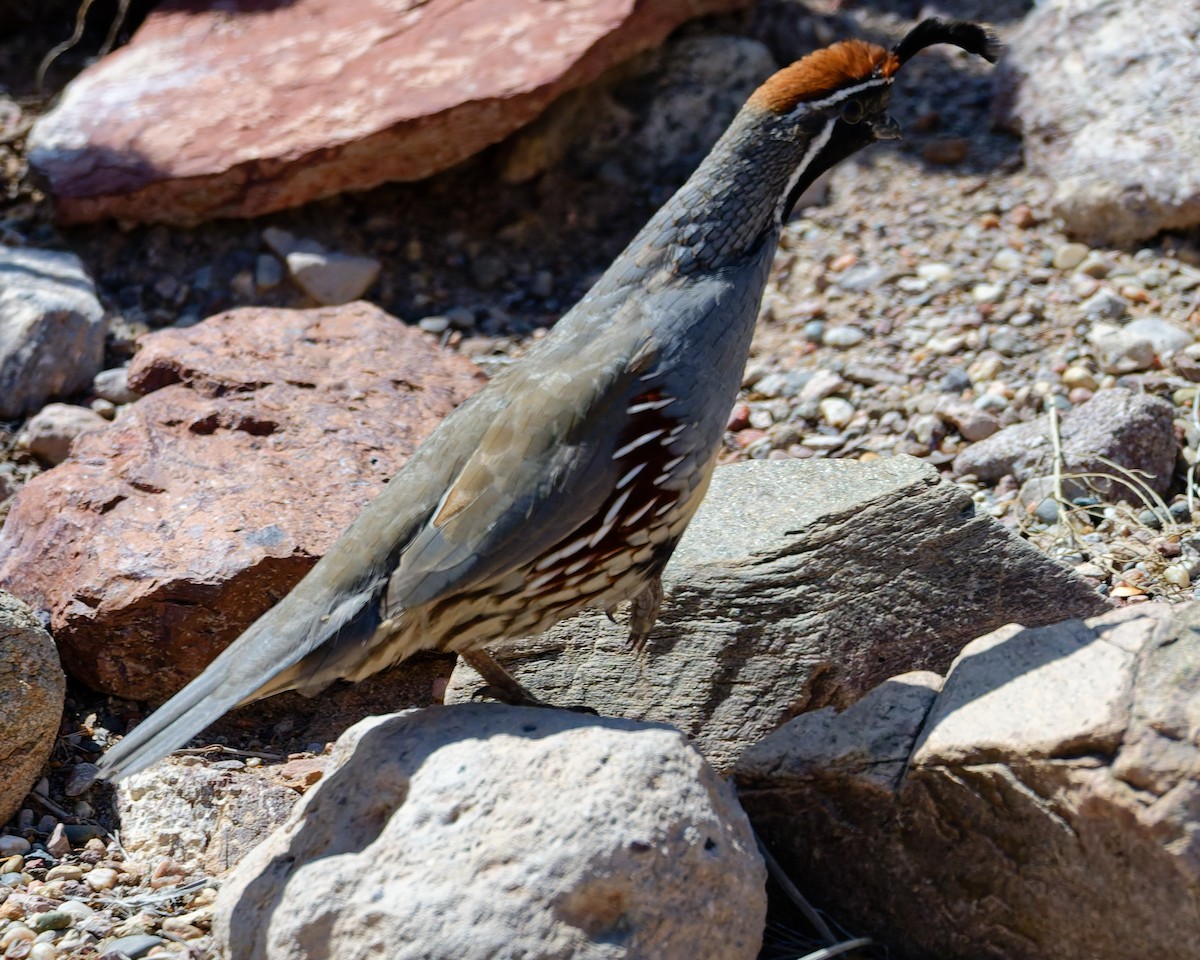 Colin de Gambel - ML642245474