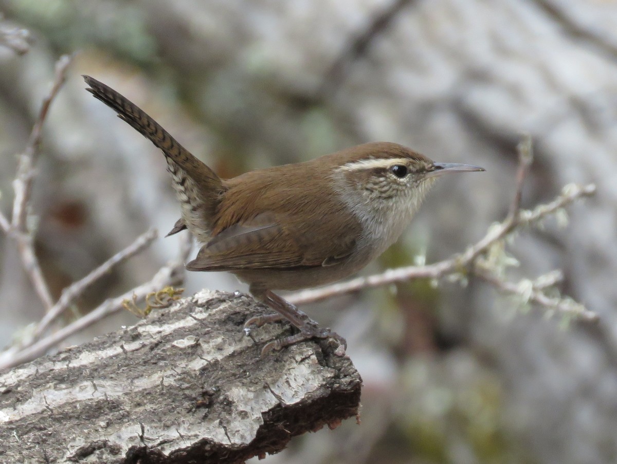 Bewick's Wren - ML642245476